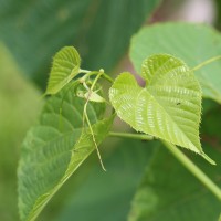 Cissus latifolia Lam.